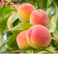 Основное изображение товара