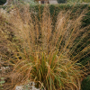 Молиния тростниковая (Molinia arundinacea) Транспарент С3 СП/24