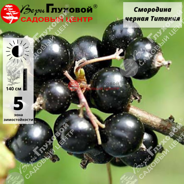 Смородина черная "Титания" на фото