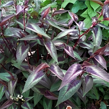 Основное изображение товара