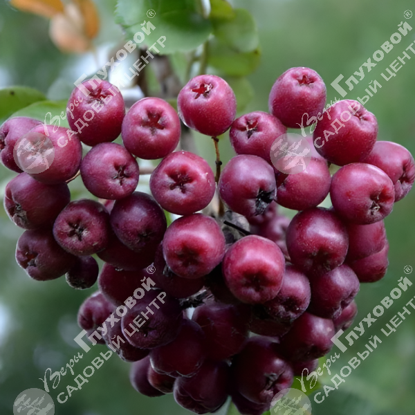 Рябина обыкновенная "Гранатная" на фото