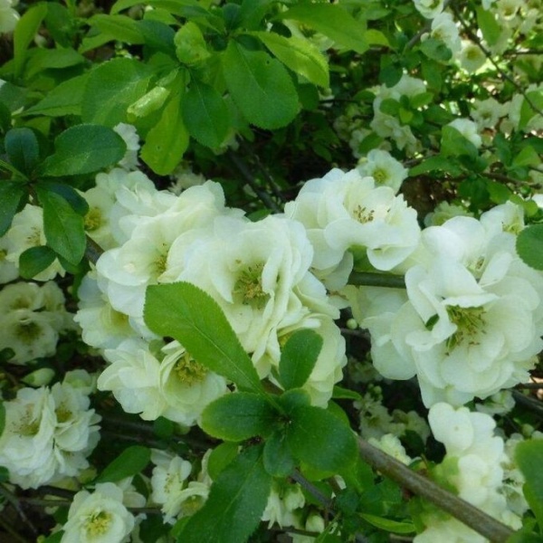 Основное изображение товара