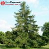 Лиственница европейская (Larix decidua) 100-150 С45-65 СП/25