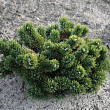 Сосна горная 