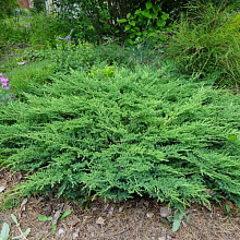 Основное изображение товара