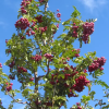 Рябина (Sorbus aucuparia) Титан 300-350 С15 РСав/24