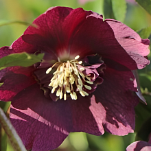 Основное изображение товара