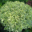 Дерен белый 