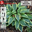 Хоста 