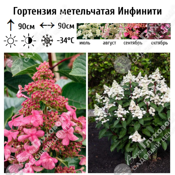 Гортензия метельчатая "Инфинити" на фото