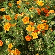 Лапчатка кустарниковая 