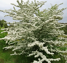 Основное изображение товара