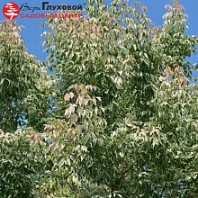 Клён ясенелистный 