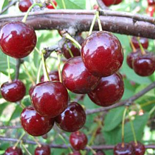 ВИШНЯ “Десертная Морозовой”