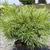Сосна Веймутова (Pinus strobus) Минима 25-30 С4 ГЕ/25
