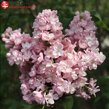 Основное изображение товара