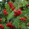 Рябина обыкновенная (Sorbus aucuparia) Мичуринская Десертная 100-125 С15 РГр/26
