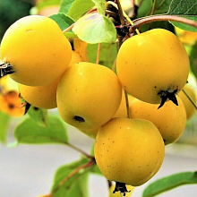 Основное изображение товара