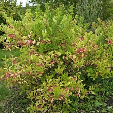 Берескле́т европе́йский (Бруслина) - Euonymus europaeus