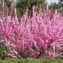 Миндаль трехлопастный - Prunus triloba С20