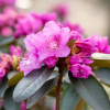 Рододендрон (Rhododendron) крупноцветковый 'P.J.M. Elite' 30-40 С5 ПЧ/26