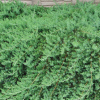 Можжевельник прибрежный (Juniperus conferta) Блю Пасифик  С3 СП/25
