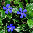 Барвинок малый 