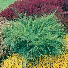 Можжевельник Пфитцера «Минт Джулеп» (Можжевельник китайский «Минт Джулеп» ) Juniperus x pfitzeriana