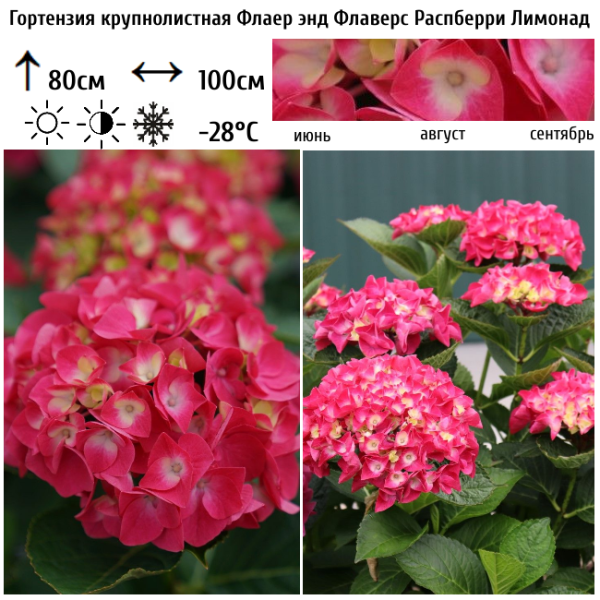 Основное изображение товара