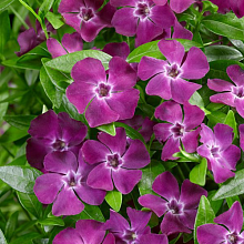 Основное изображение товара