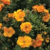 Лапчатка кустарниковая (Potentilla fruticosa) Мармелад С3 СП/24