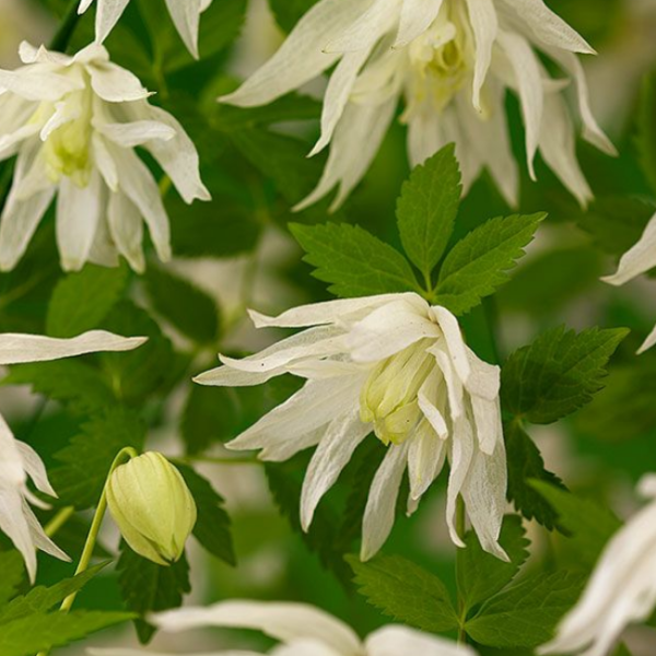 Основное изображение товара