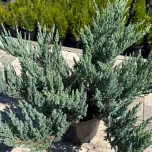 Основное изображение товара