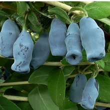 Рисунок 79.jpg