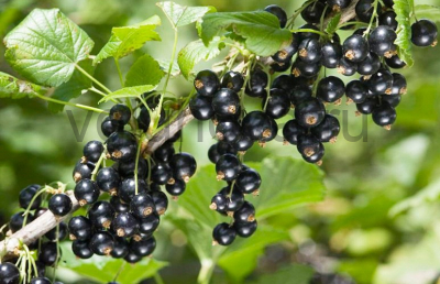 смородина Дачница смородина Дачница