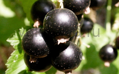 смородина Загадка смородина Загадка